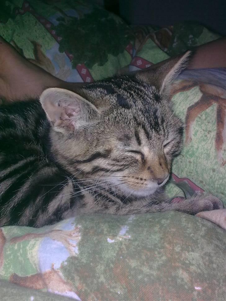 Huskat Magnus<33 - Puttegøj! billede 9