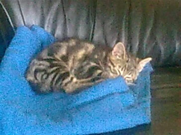 Huskat Magnus<33 - Nurhh trætte Magnus<3 billede 10