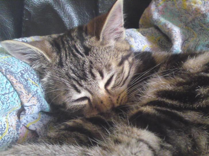 Huskat Magnus<33 - Sød lille puttegris.......! billede 11