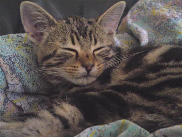 Huskat Magnus<33 - lille pus! billede 12