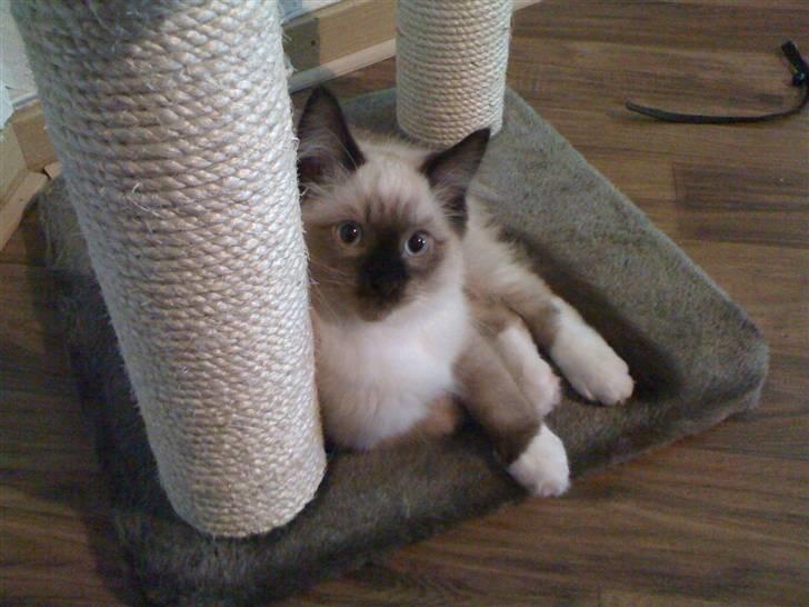 Ragdoll Simba billede 8