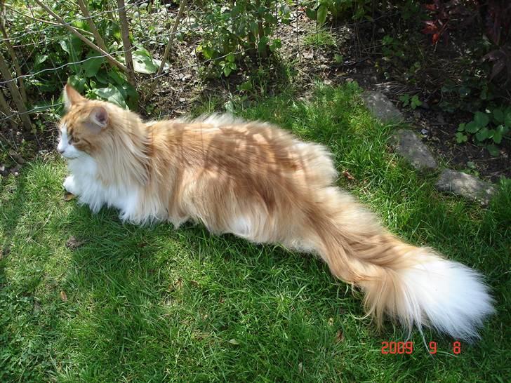 Norsk Skovkat Enzo Aslan - Store smukke Aslan billede 13