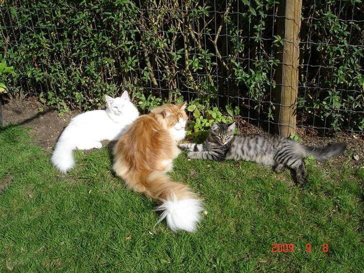 Norsk Skovkat Enzo Aslan - Tre skønne drenge i haven. billede 14