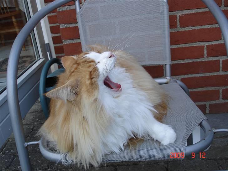 Norsk Skovkat Enzo Aslan - Brøøøøl løven brøler- billede 15