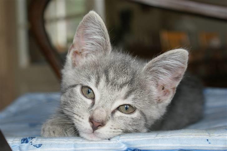 Huskat Bov - Velkommen til Pjevs´ profil :D billede 1