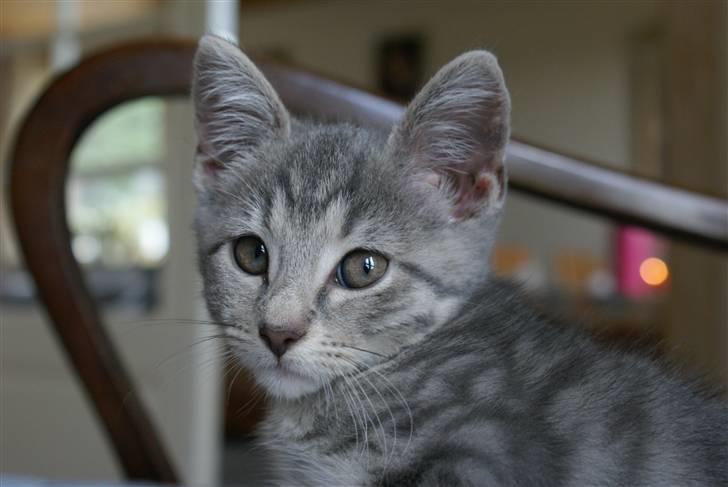 Huskat Bov - Model missen :p billede 2