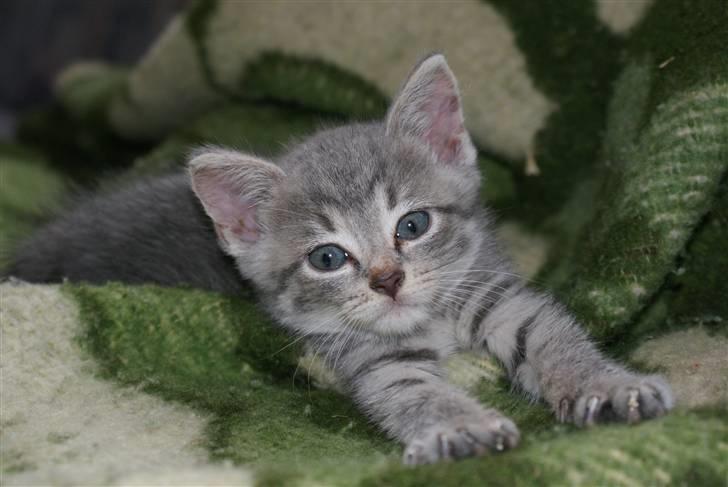 Huskat Bov - Da hun var helt lille .. billede 3