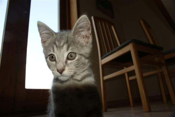 Huskat Bov billede 4