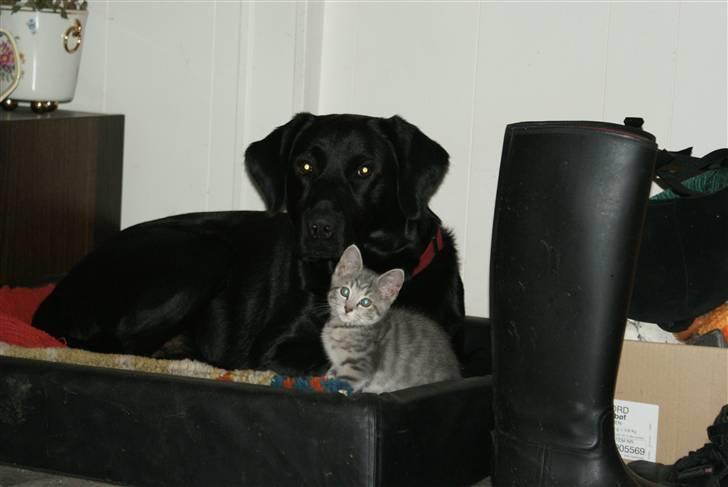 Huskat Bov - Bedste venner <3 billede 5