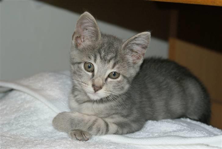 Huskat Bov billede 6