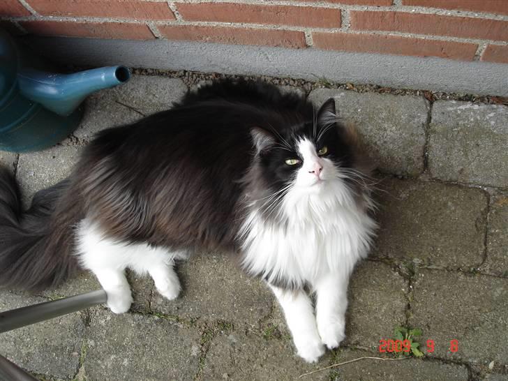 Norsk Skovkat Enya Zaphira billede 15