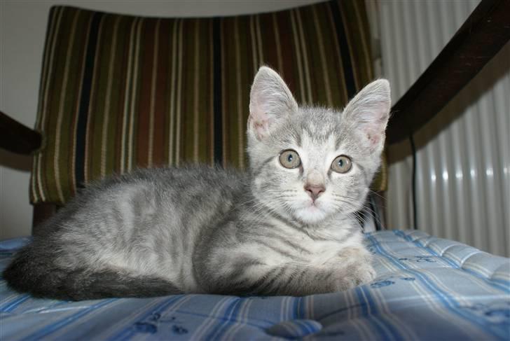 Huskat Bov billede 7