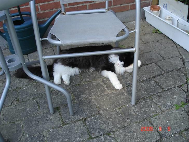 Norsk Skovkat Enya Zaphira billede 16