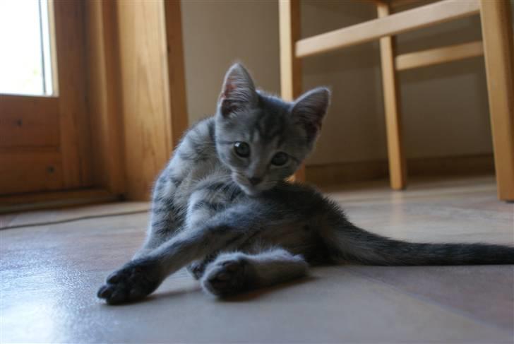 Huskat Bov billede 8