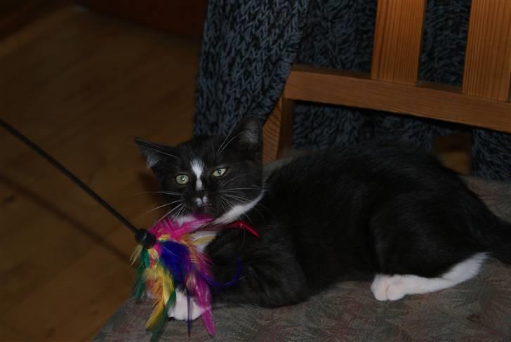 Blanding af racer Tyson billede 5