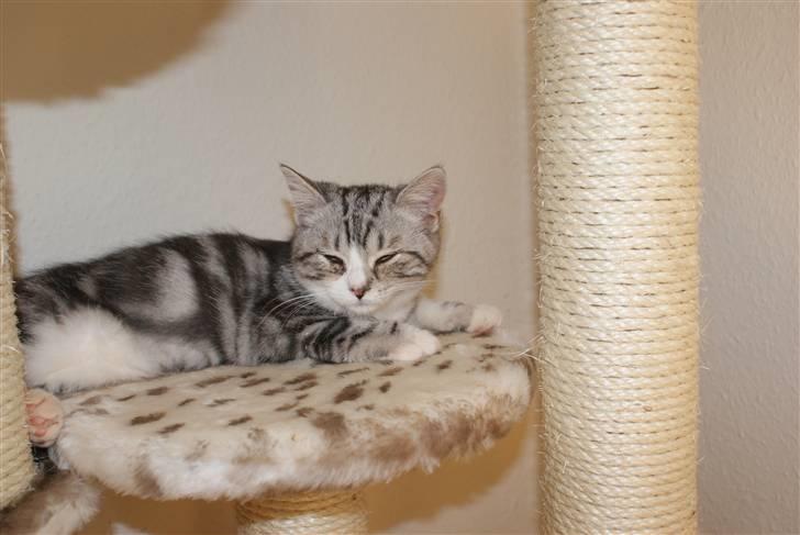 Blanding af racer Trunte billede 5