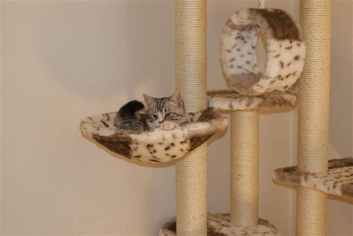 Blanding af racer Trunte - Mig i min dejlige hængekøje billede 6