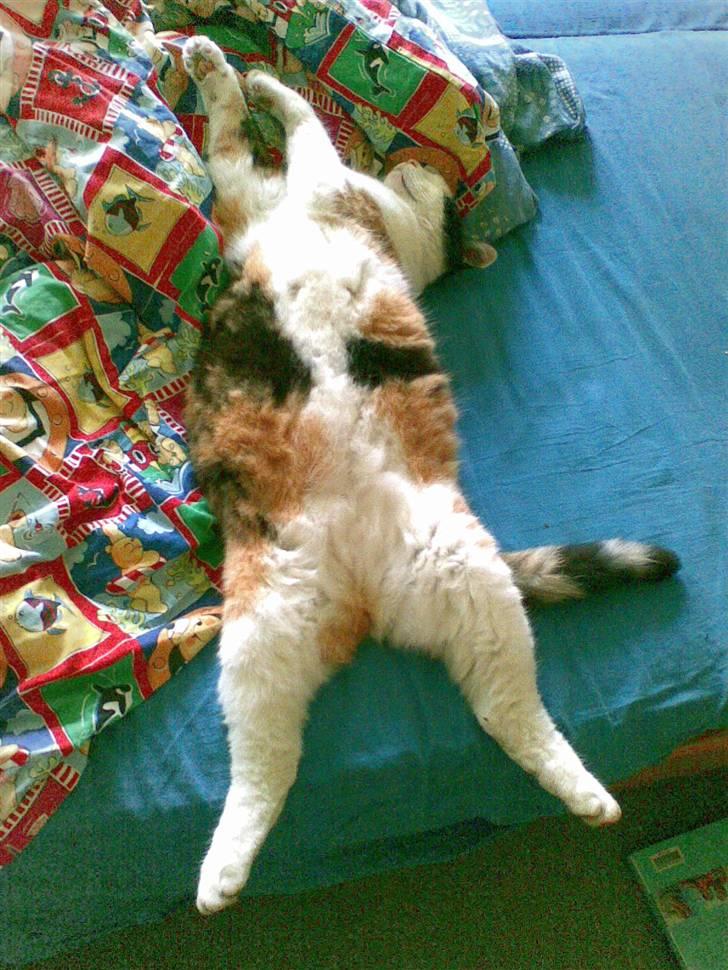 Blanding af racer Slejser - Min kat, når hun ligger allerbedst (: billede 12