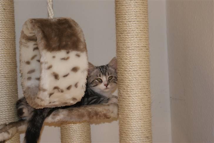 Blanding af racer Trunte billede 7