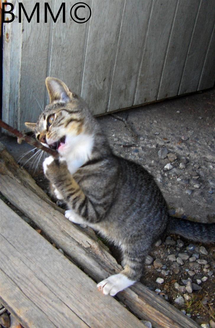 Huskat Brune  - 5- Brune misser d;<3 billede 5