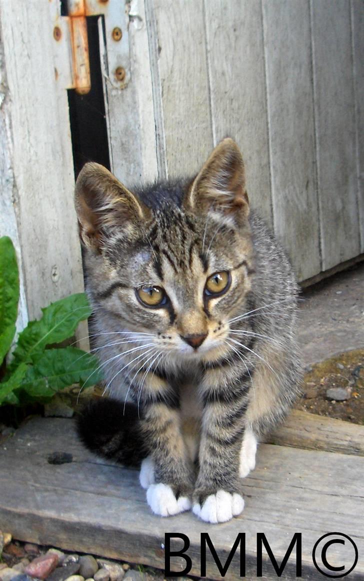 Huskat Brune  - 6- Hun har det fra sin Morbror xD billede 6