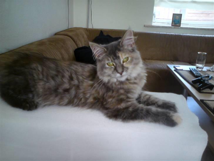 Maine Coon Destiny - Og så vækker du mig... :( billede 1