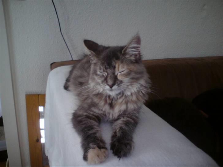 Maine Coon Destiny billede 2