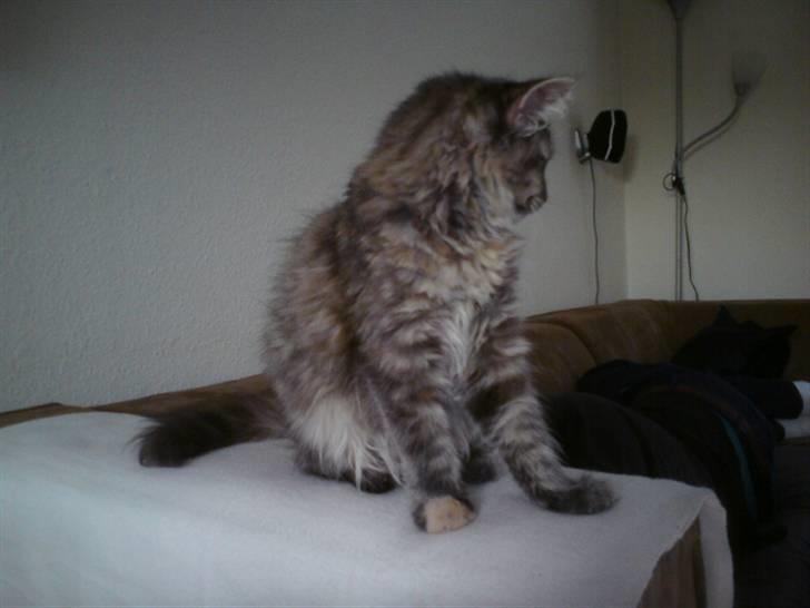 Maine Coon Destiny billede 3