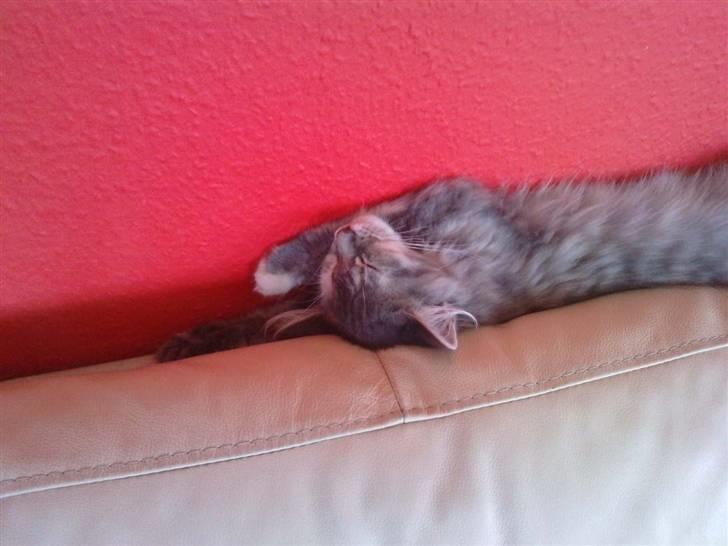 Maine Coon Destiny billede 4