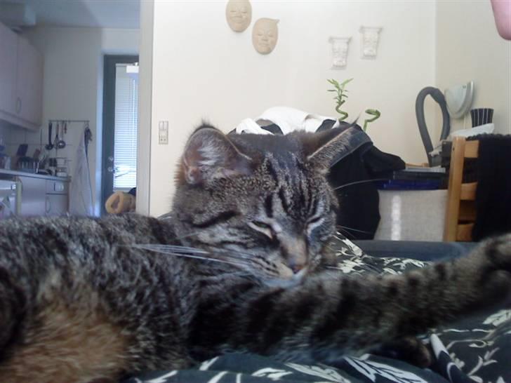 Huskat Malibu billede 2