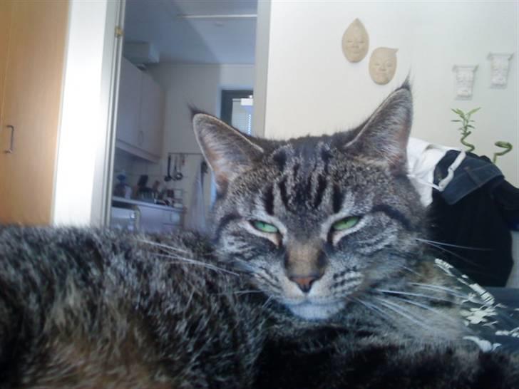 Huskat Malibu billede 3