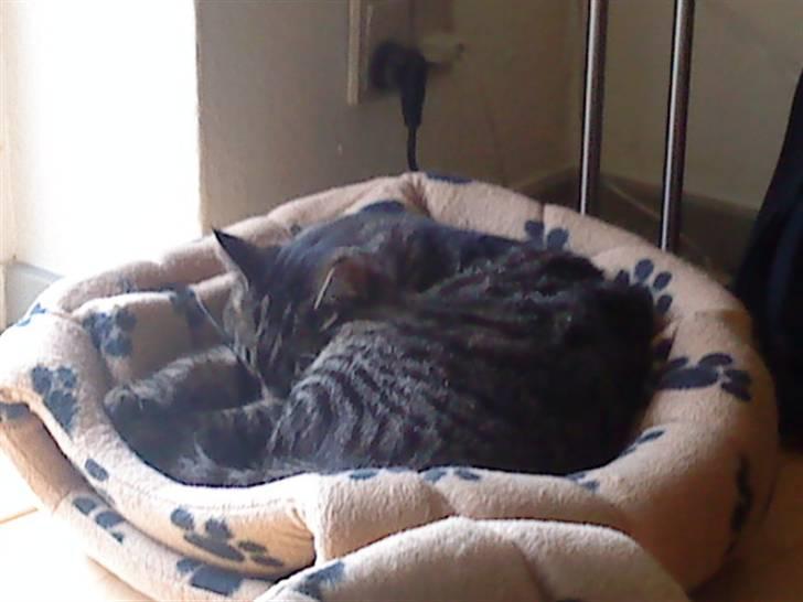 Huskat Malibu billede 4