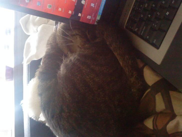 Huskat Malibu billede 5