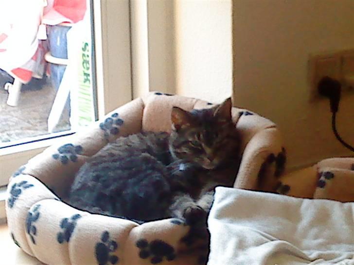 Huskat Malibu billede 6