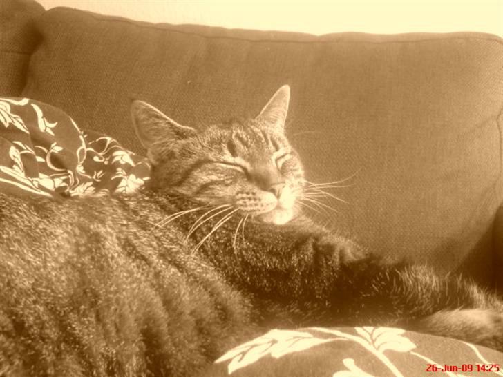 Huskat Malibu billede 7