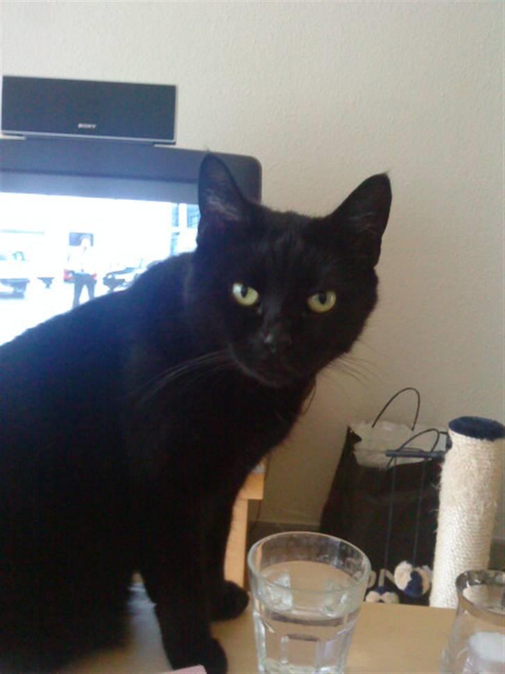 Huskat Kalua billede 2