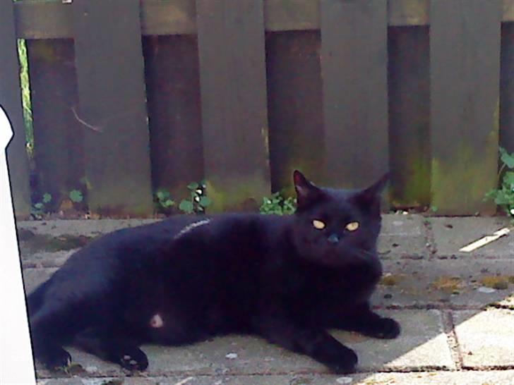 Huskat Kalua billede 3