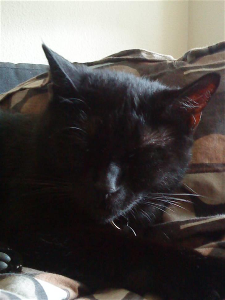 Huskat Kalua billede 4