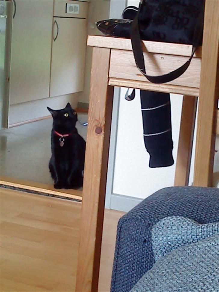 Huskat Kalua billede 5