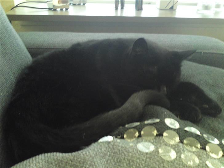 Huskat Kalua billede 6