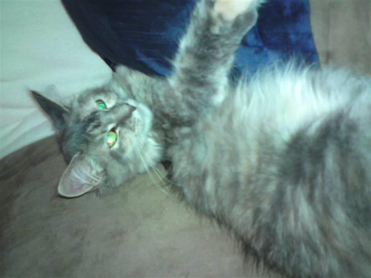 Maine Coon Destiny billede 5