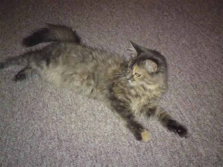 Maine Coon Destiny billede 6