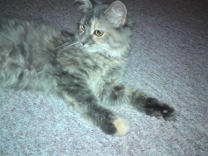 Maine Coon Destiny billede 7