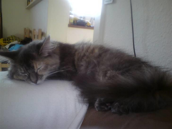 Maine Coon Destiny billede 8