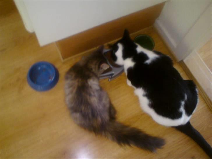 Maine Coon Destiny - her spiser jeg sammen med Protus som er mine gode ven. (Han er meget stor shhh) billede 9