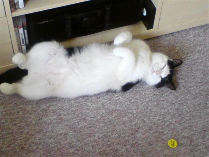 Huskat Protus billede 1