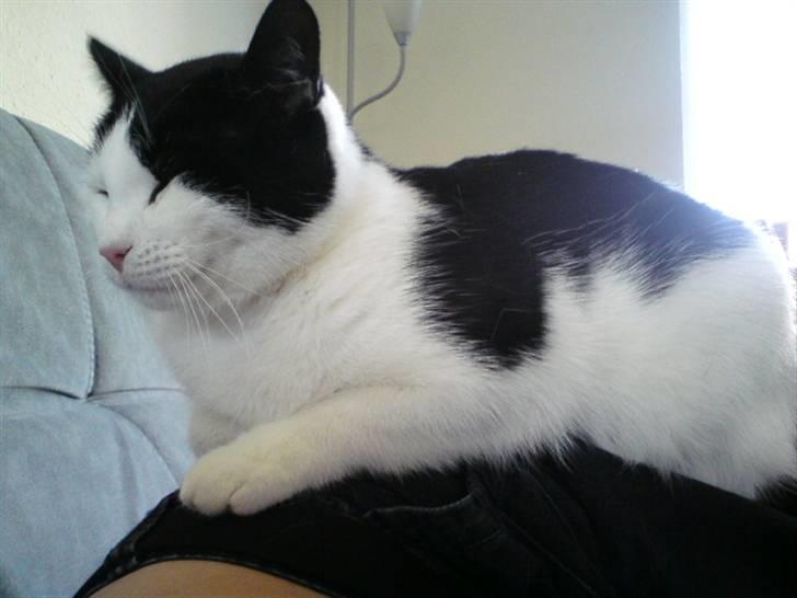 Huskat Protus billede 2