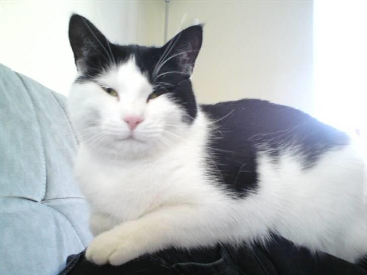 Huskat Protus - kom nu.... nus mig... :D billede 3