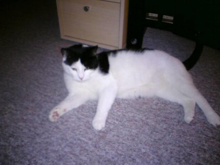 Huskat Protus billede 4