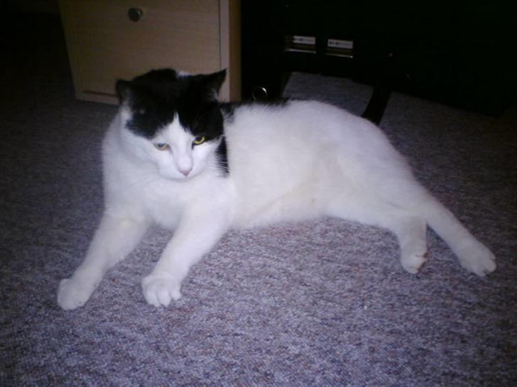 Huskat Protus billede 5